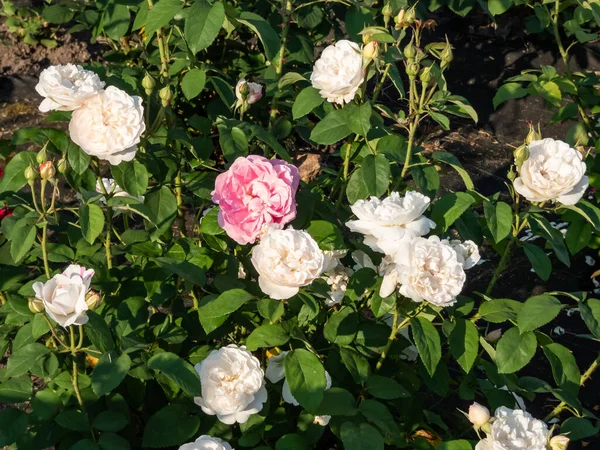 'Winchester Cathedral' English Shrub Rose Bred By David Austin blooming with medium-sized, loose petalled, white with a touch of pink rosettes in the garden in summer
