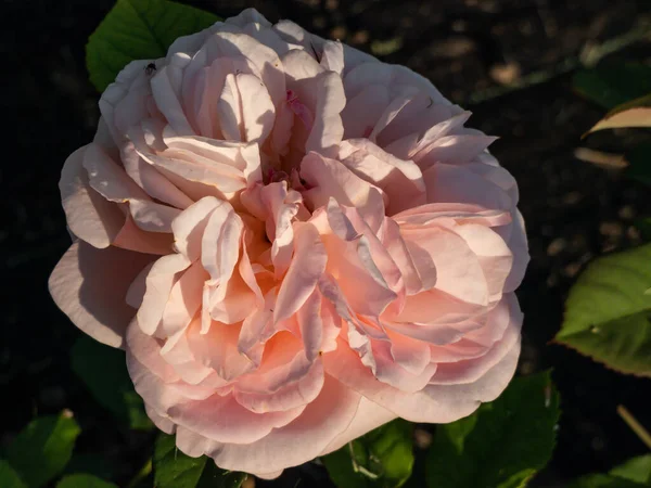Close Shot Shrub Rose Cultivar Bred Introduced David Austin 1973 — Fotografia de Stock