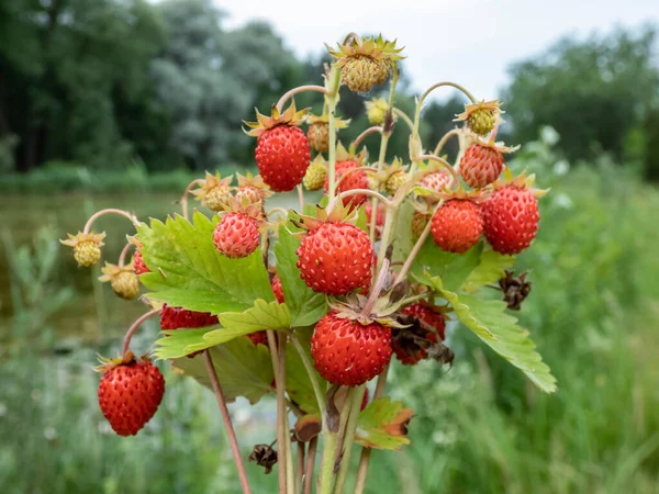 Аромат Растений Дикой Клубники Fragaria Vesca Совершенными Красными Спелыми Фруктами — стоковое фото