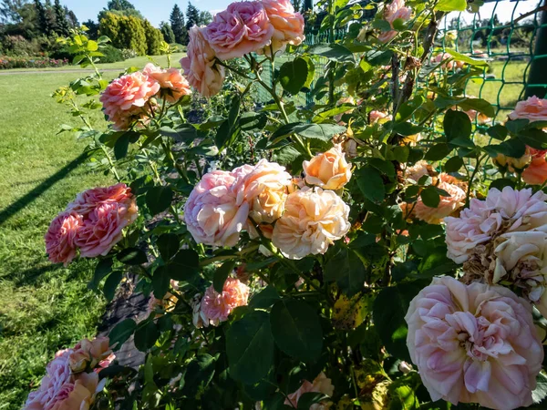 Скелелазіння Троянди Алхімік Має Повний Старий Стиль Квіти Формі Розетки — стокове фото