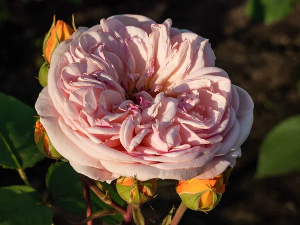 Close Shot Shrub Rose Cultivar Bred Introduced David Austin 1973 — Stockfoto