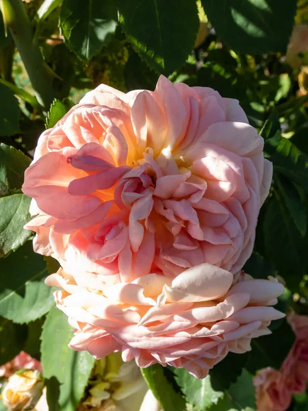 Climbing Rose Alchymist Bearing Full Old Style Rosette Shaped Flowers — Stock Photo, Image