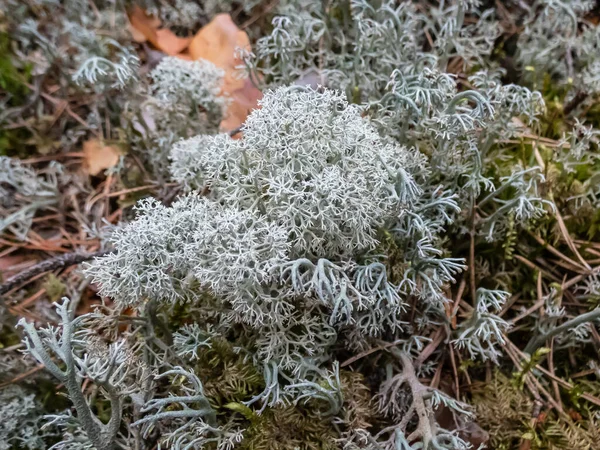 Star Tipped Cup Lichen Cladonia Stellaris Forms Continuous Mats Forms — Photo