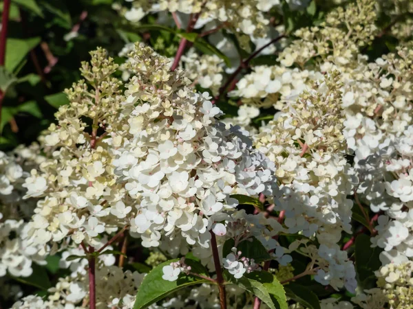 Hydrangea Paniculata Sundae Fraise Може Похвалитися Пухнастими Конічними Головками Квітів — стокове фото