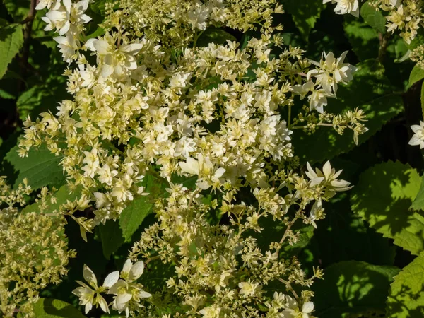 Close Smooth Hydrangea Hydrangea Arborescens Hayes Starburst Flowering White Greeninsh — Photo
