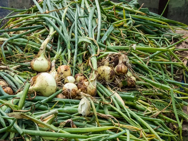 Ripe Organic Grown White Golden Onions Harvested Summer Green Chives — Stockfoto