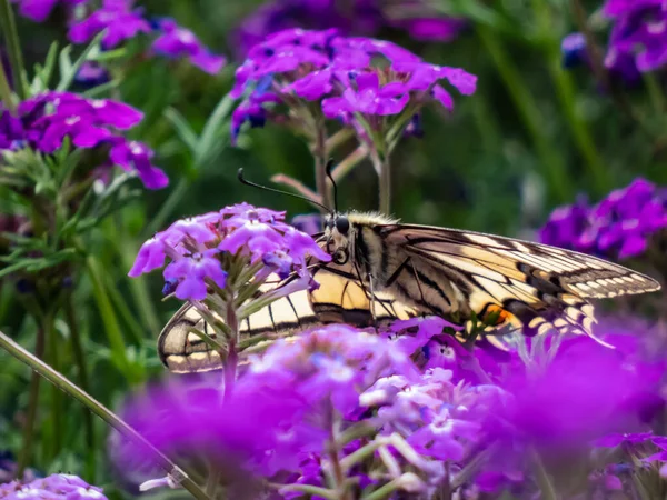Close-up of the Old World swallowtail or the common yellow swallowtail (Papilio machaon) with yellow wings with black markings and one red and six blue eye spots below each tail among purple flowers