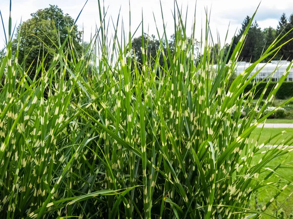 Porcupine Grass Miscanthus Sinensis Strictus Distinctive Ornamental Grass Variegated Foliage — Foto Stock