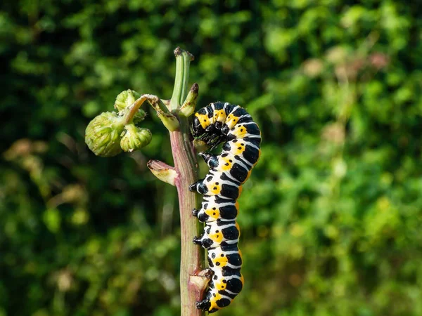 Macro Yellow Form Caterpillar Lettuce Shark Moth Cucullia Lactucae Black — Stockfoto