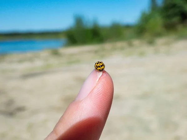 Macro Shot Yellow Spot Ladybird Psyllobora Vigintiduopunctata Thea Vigintiduopunctata Womans — Photo