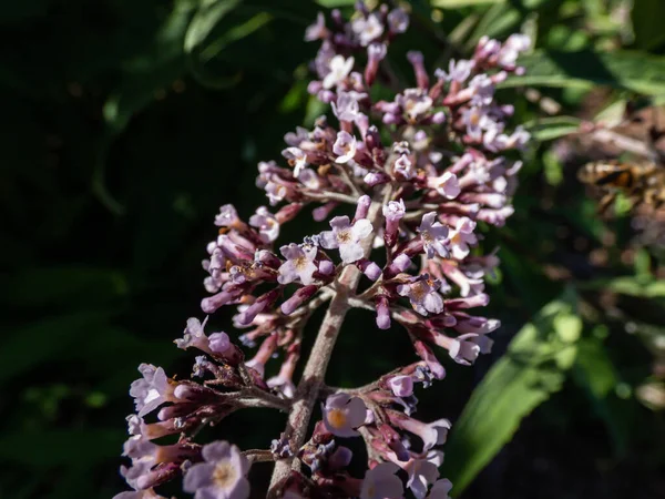 Macro Shot Showy Bicolor Lilac Purple Flowers Pendulous Clusters Buddleja —  Fotos de Stock