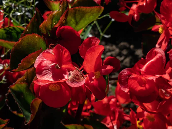 Begonia benariensis \'Big red with green leaf\' flowering with showy, red flowers above the glossy foliage in bright sunlight in the garden