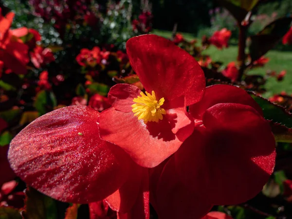 Begonia Benariensis Big Red Green Leaf Flowering Showy Red Flowers — Stock Photo, Image