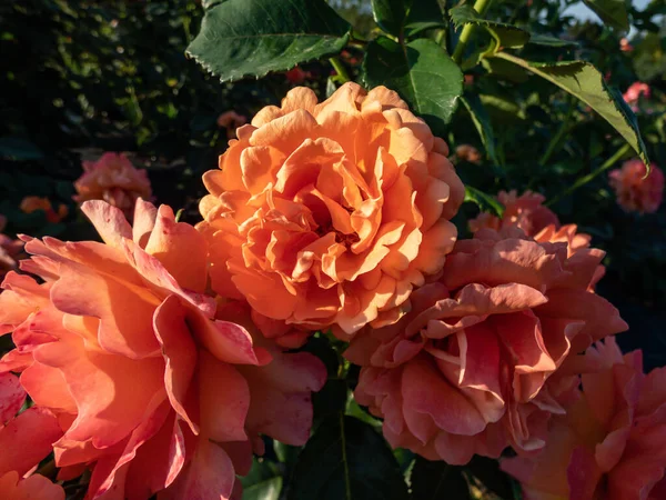 Різноманітність Квіткової Троянди Easy Does Маленькими Кластерами Кубі Відкритими Стиснутими — стокове фото