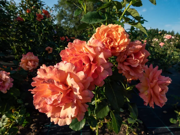 Variedad Rosa Floribunda Easy Does Con Pequeños Racimos Flores Ventosas —  Fotos de Stock