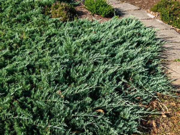 Close Creeping Juniper Juniperus Horizontalis Douglasii Low Spreading Shrub Stunning — Stock Photo, Image