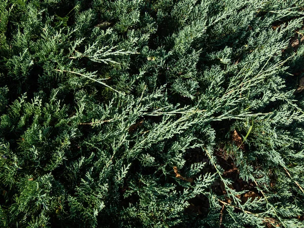 Close Creeping Juniper Juniperus Horizontalis Douglasii Low Spreading Shrub Stunning — Stock Photo, Image