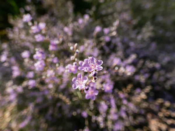 Macro Shot Lilac Lavender Five Petalled Flowers Wildflower Sea Lavender — 图库照片