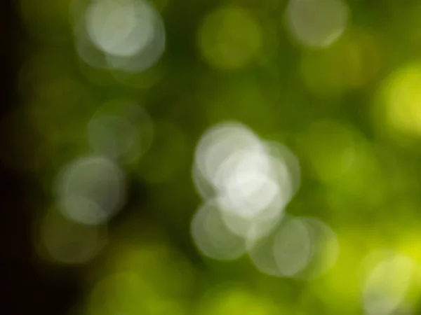 Green bokeh effect and purposely blurred view of sunlight throught green leaves. Green and fresh feeling. Blurry background with photographic bokeh effect in beautiful nature tones