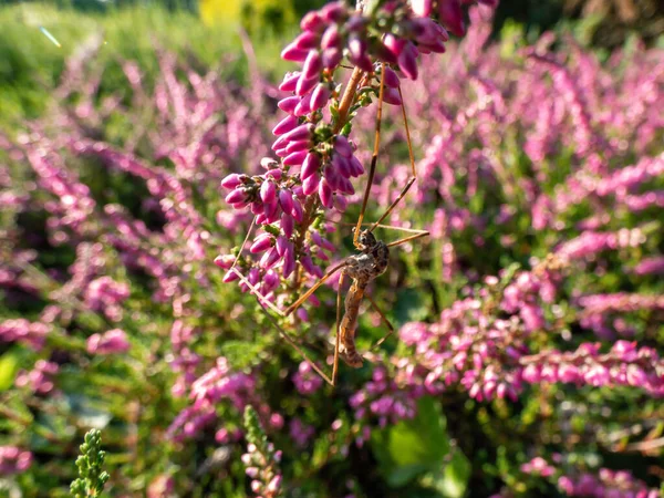 Macro of beautiful reddish - purple flowers of Calluna vulgaris \'Carmen\' in bright sunlight in autumn. Floral background