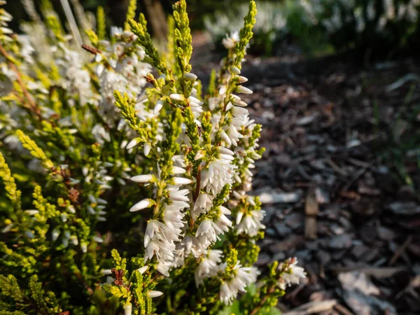Macro Calluna Vulgaris Gul Bosnas Flowering White Flowers Bright Sunlight — Fotografia de Stock