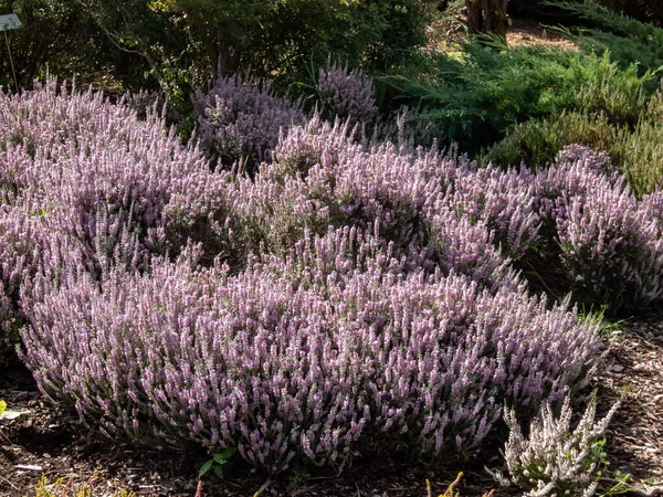 Macro Calluna Vulgaris Silver Cloud Bright Silvery Grey Foliage Flowering — Stock Photo, Image