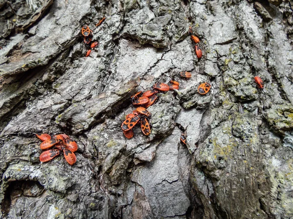 Close Shot Group Adult Young Red Black Firebugs Pyrrhocoris Apterus — Stock Photo, Image