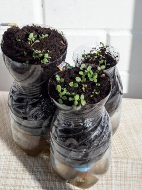 Growing young, green seedlings in DIY plastic pots made from cut plastic bottles. Small, green plants growing indoors at home in recycled bottle planter with white wall in background