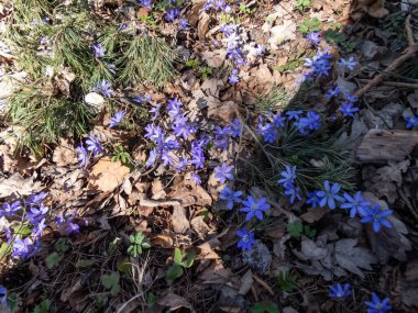 Anemon hepatikası (Hepatica nobilis), ormanda güneş ışığında açan mor çiçeklerle birlikte yaygın hepatika tarlası. Güzellik ve çiçek arkaplanı.