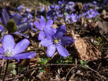 Anemone hepatikası (Anemone hepatica veya Hepatica nobilis) ormanın parlak güneş ışığında mor çiçeklerle açarak makro bir çekim yapar. Güzellik ve narin bahar çiçekleri.