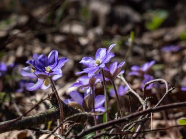 Anemone hepatikası (Anemone hepatica veya Hepatica nobilis) ormanın parlak güneş ışığında mor çiçeklerle açarak makro bir çekim yapar. Güzellik ve narin bahar çiçekleri.