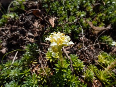 Close-up of Saxifrage (Saxifraga sp.) flowering with white and yellow flowers of five petals in rock garden in bright sunlight