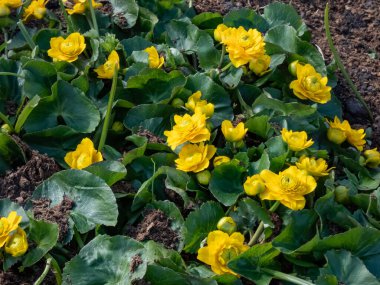 Close-up shot of th Marsh-marigold (Caltha palustris) 'Multiplex' flowering with bright yellow flowers surroundded with green leaves in the garden in sunlight