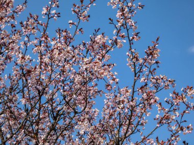 Sargent 'ın kirazının (Cerasus sargentii) ya da Prunus sargentii' nin (Rehder) narin pembe çiçekleri ilkbaharın başlarında mavi gökyüzü arka planıyla güzel bir yakın plan.