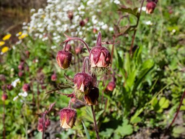 Baharın ilk zamanlarında yabani çiçeklerle çevrili yeşil bir çayırda büyüyen kırmızı çiçek (Geum Rivale) yakından çekilir.