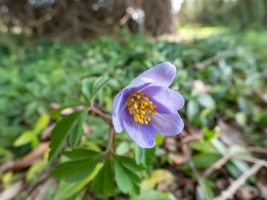 Tek bir bahar ağaç şakayığı - Anemone nemorosa Allenii - büyük, harika lavanta mavisi veya gümüşi, yedi yapraklı (James Allen 'dan sonra isimlendirilmiş), bulanık yeşil arkaplan