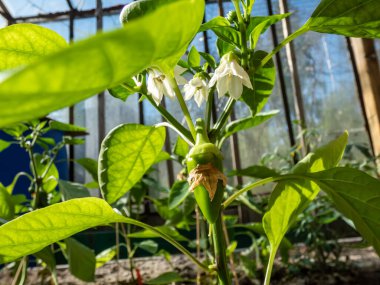 Close-up a small, green pepper fruit starting to grow and mature from the white flower of pepper plant growing in a greenhouse in bright sunlight