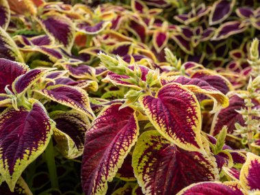 Flame nettle or painted nettle (Coleus x blumei) 'Wizard Scarlet' with burgundy-red foliage with thin lime-green margins growing in a garden in bright sunlight in summer