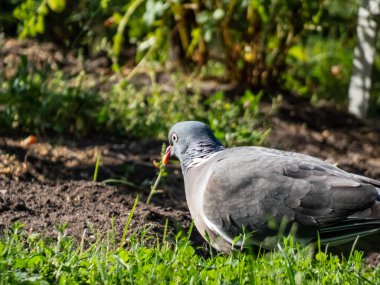 Sıradan ahşap güvercin (Columba palumbus) - boynunda ve kanadında beyaz, boynunda yeşil ve beyaz yamalar ve göğsünde pembe bir yama olan gri güvercin. Göz rengi soluk sarı.
