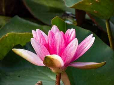 Güzel ve parlak pembe nilüfer çiçekleri yeşil yaprakların üzerinde sarı bir çiçek açıyor. Güzel yeşil yapraklar ve beyaz çiçek arkaplanı