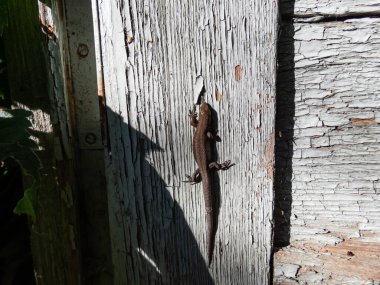 Genç Viviparous kertenkele ya da sıradan kertenkele (Zootoca vivivipara) eski, boyalı ahşap kapı üzerinde parlak güneş ışığında güneşleniyor