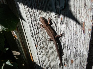 Genç Viviparous kertenkele ya da sıradan kertenkele (Zootoca vivivipara) eski, boyalı ahşap kapı üzerinde parlak güneş ışığında güneşleniyor