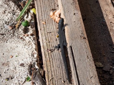 Viviparous kertenkelesinin küçük, siyah bebeği ya da eski, boyalı ahşap kapının üzerinde güneş ışığında güneşlenen sıradan bir kertenkele (Zootoca vivipara).