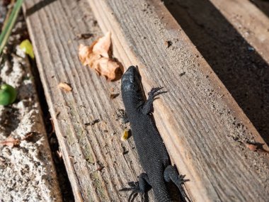 Viviparous kertenkelesinin küçük, siyah bebeği ya da eski, boyalı ahşap kapının üzerinde güneş ışığında güneşlenen sıradan bir kertenkele (Zootoca vivipara).