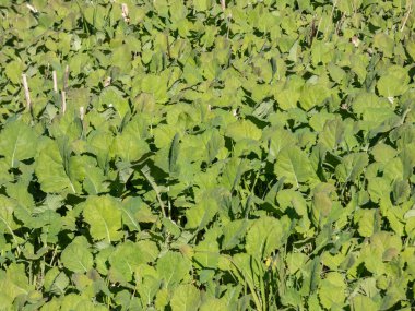 Sonbaharda yeşil kolza tohumu (Brassica napus) tarlaları hayvan yemi, yenilebilir sebze yağları ve kırsal alanda biyodizel üretimi için yetiştirilir.