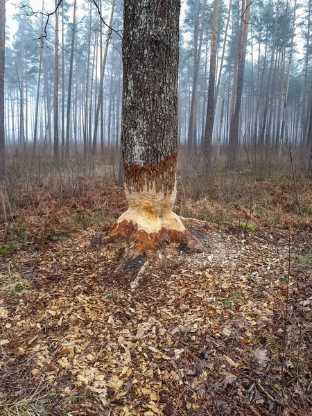 Big Tree Impressive Beaver Damage Signs Wood Trunk Teeth Tree —  Fotos de Stock