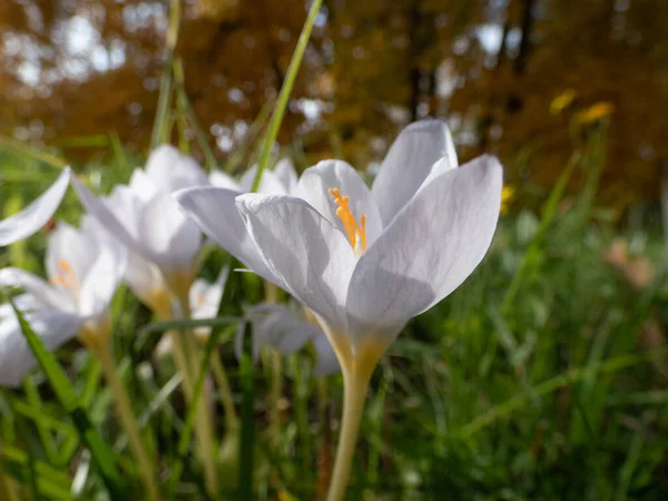 Primer Plano Crocus Cancellatus Blanco Floreciendo Otoño Entre Hierba Verde —  Fotos de Stock