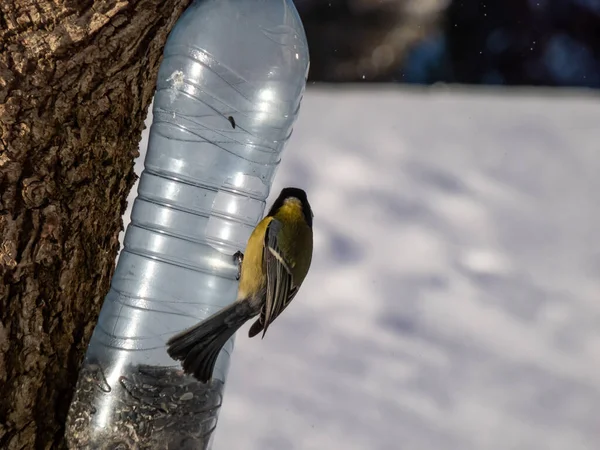 Great Tit Parus Major Visiting Bird Feeder Made Reused Plastic — Fotografia de Stock