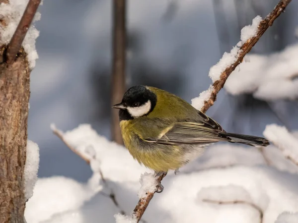 Close Shot Fluffy Great Tit Parus Major Sitting Branch Bright — 图库照片
