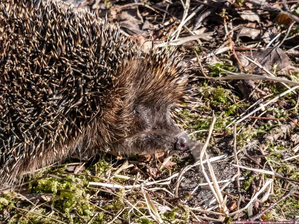 Знімок Дорослого Європейського Їжака Erinaceus Europaeus Серед Сухої Трави Початку — стокове фото